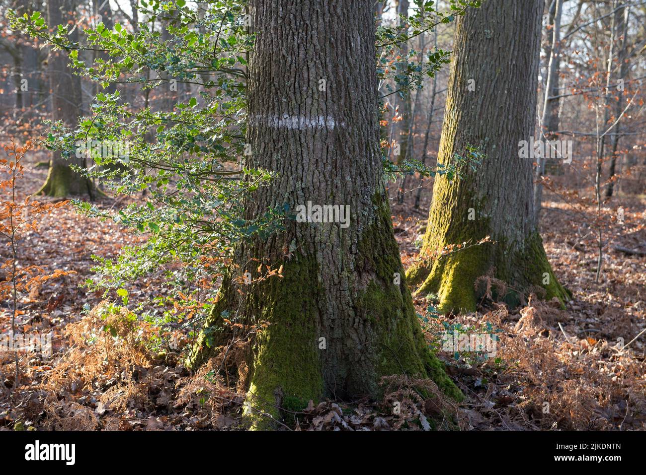 Bosque de Rambouillet, Haute Vallee de Chevreuse Parque Natural Regional, departamento de Yvelines, la región Ile-de-France, Francia, Europa. Foto de stock