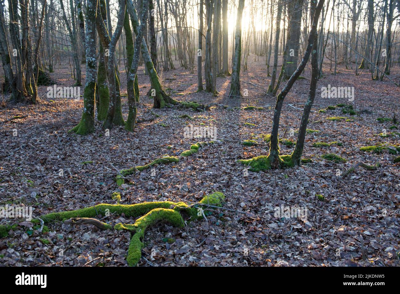 Bosque de carpe en la Selva de Rambouillet, Parque Natural Regional de Haute Vallée de Chevreuse, departamento de Yvelines, región de Isla de Francia, Francia, Foto de stock
