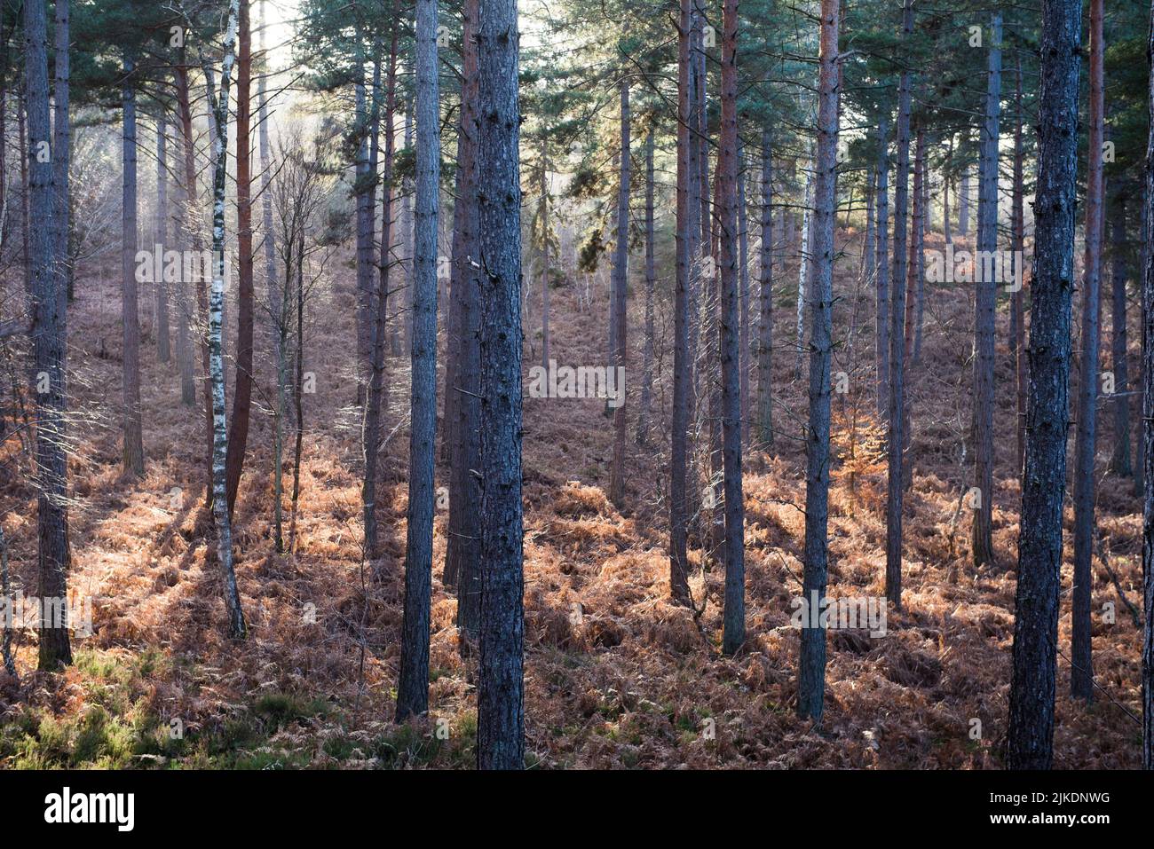 Bosque de pinos en la Selva de Rambouillet, Parque Natural Regional Haute Vallée de Chevreuse, departamento de Yvelines, región Isla de Francia, Francia, Foto de stock