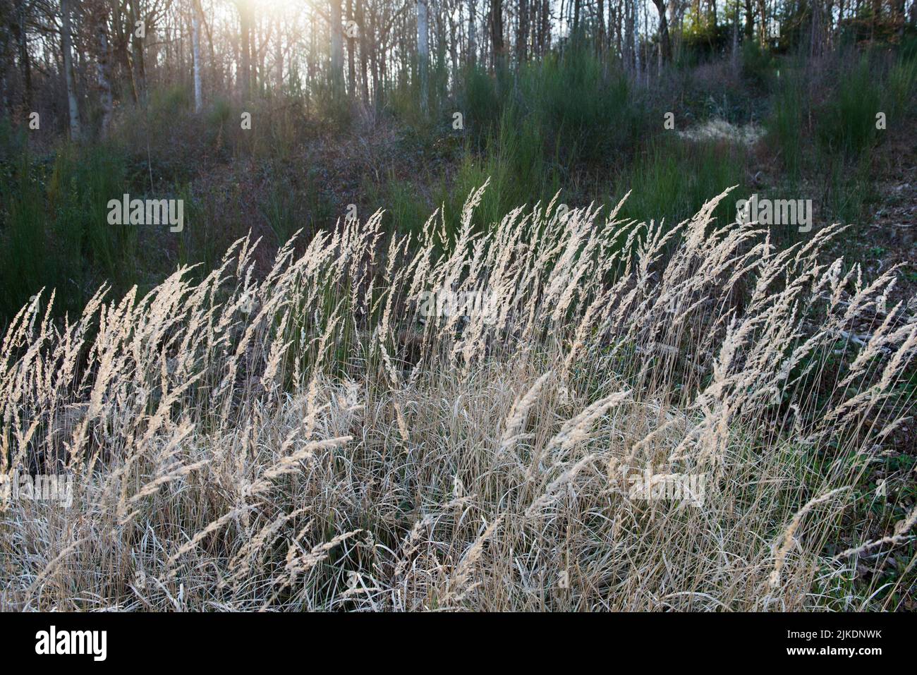 Bosque de caña pequeña o hierba silvestre (Calamagrostis epigejos), Selva de Rambouillet, Parque Natural Regional Haute Vallee de Chevreuse, departamento de Yvelines, Foto de stock