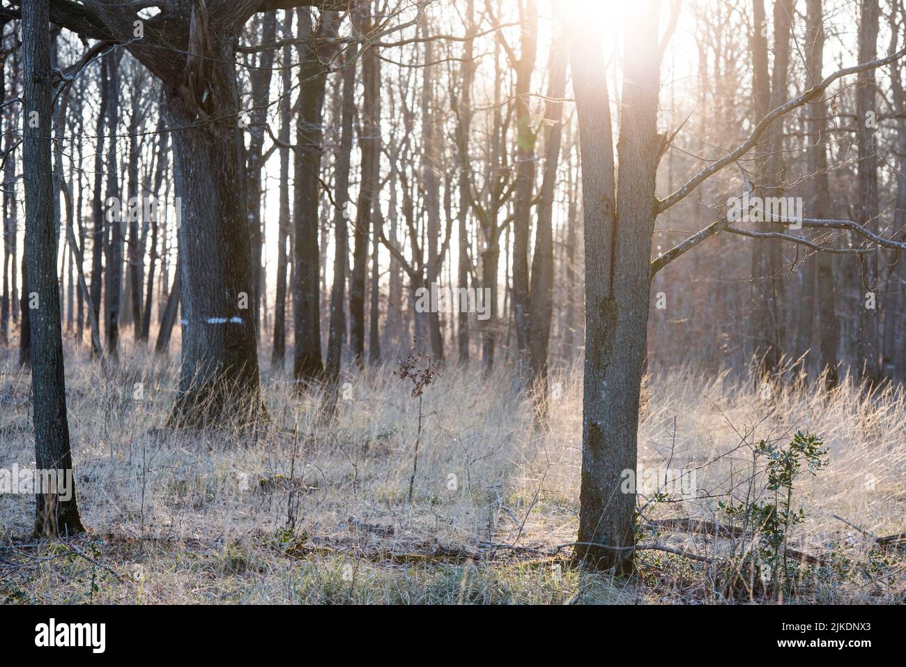 Maleza hierba, Bosque de Rambouillet, Parque Natural Regional Haute Vallee de Chevreuse, departamento de Yvelines, región Ile-de-France, Francia, Europa. Foto de stock