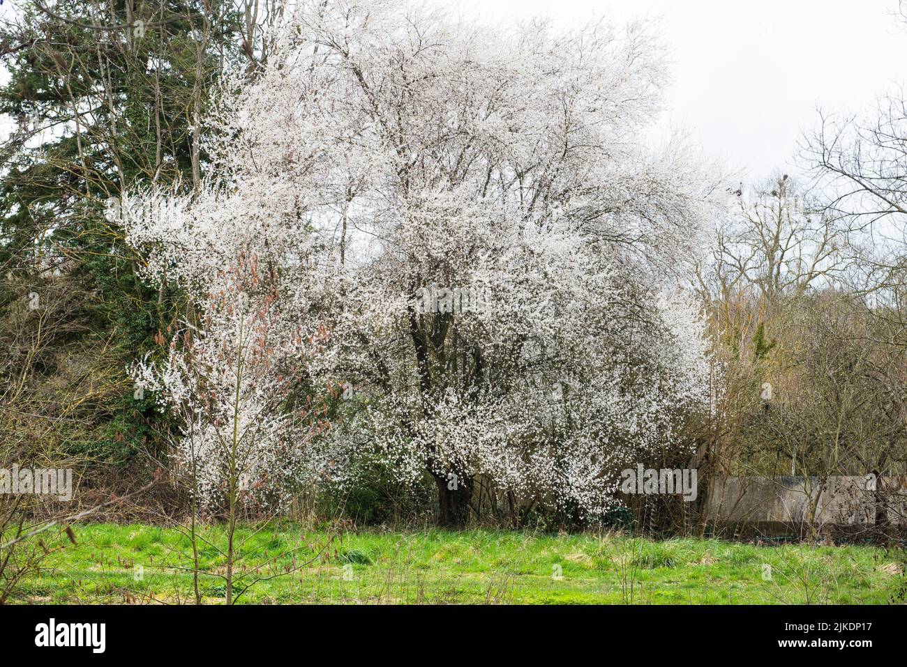 Cerezo salvaje en flor a orillas del río Eure, , departamento de Eure-et-Loir, región de Centro-Val-de-Loire, Francia, Europa. Foto de stock