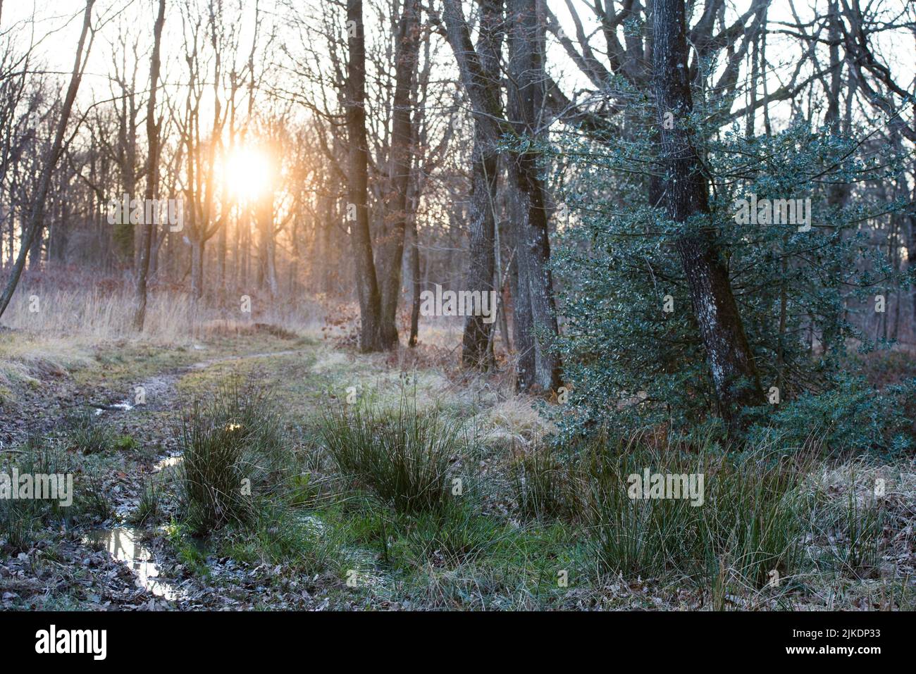Camino del bosque al atardecer, Selva de Rambouillet, Parque Natural Regional Haute Vallée de Chevreuse, departamento de Yvelines, región Isla de Francia, Francia, Foto de stock