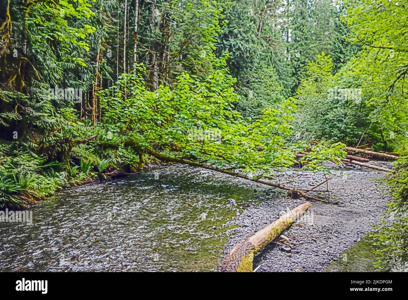 Barnes Creek cerca del Lake Crescent Lodge en el Parque Nacional Olímpico. Estado de Washington, U. S. A. Foto de stock