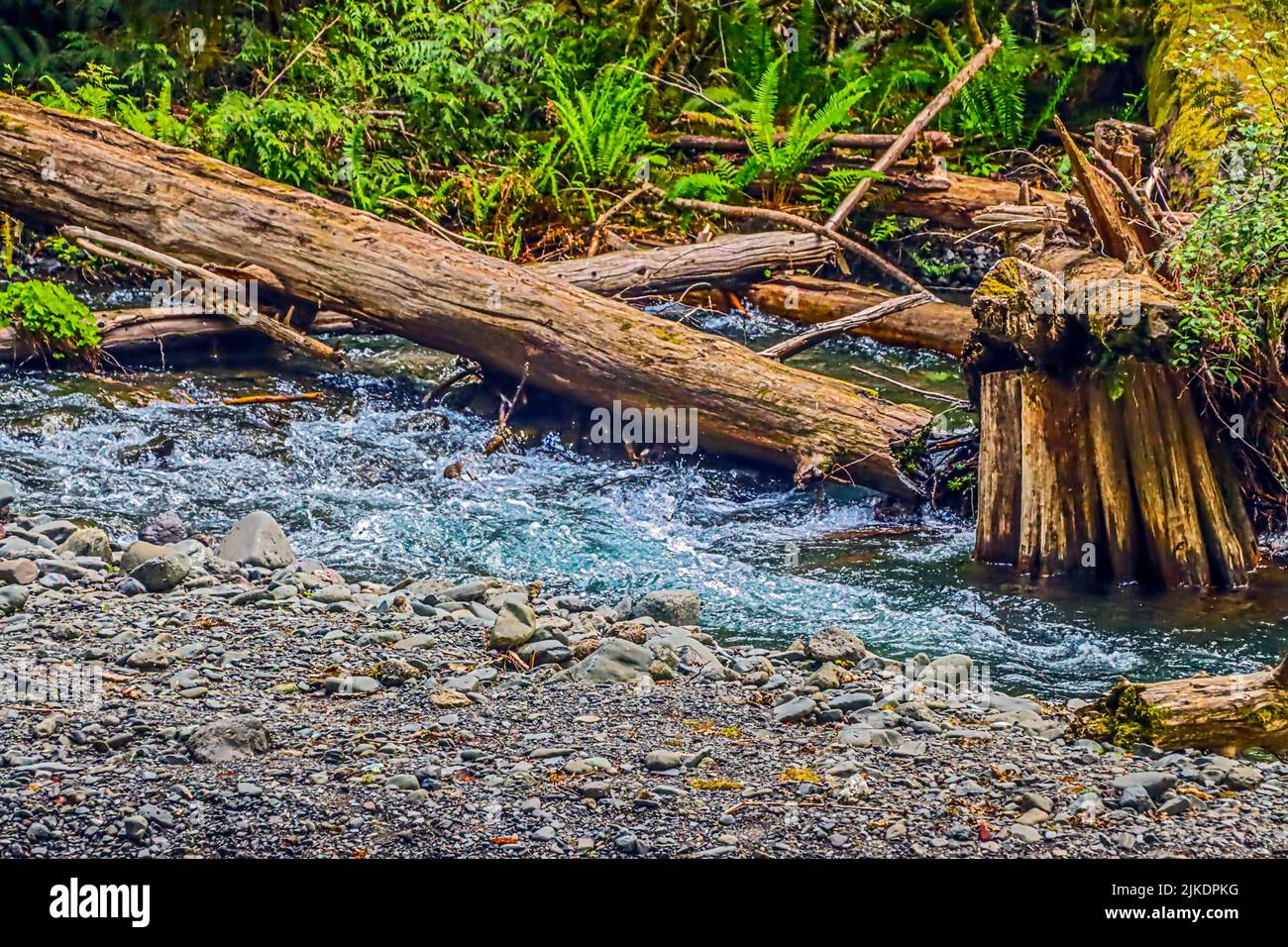 Barnes Creek cerca del Lake Crescent Lodge en el Parque Nacional Olímpico. Estado de Washington, U. S. A. Foto de stock