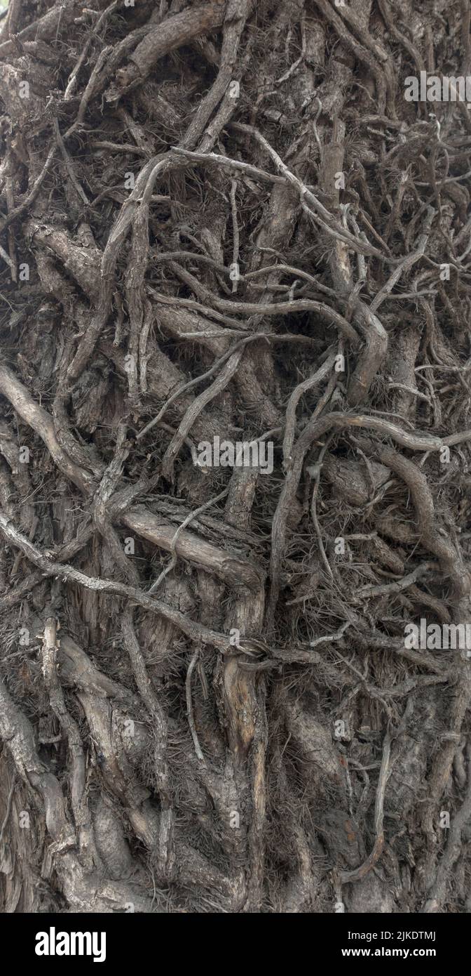 raíces de los árboles Foto de stock