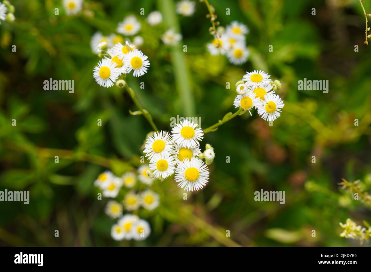 Primer plano de las flores de la margarita oriental Fleabane en el género Erigeron Foto de stock