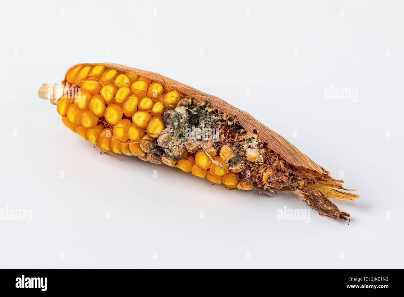 Mazorca de maíz con daño de insecto a los granos. Control y prevención de insectos, pesticida y concepto de aplicación de insecticida Foto de stock
