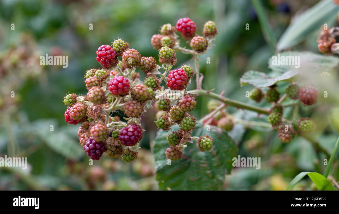 Moras maduras y rojas en maduración sobre fondo de hojas verdes. Rubus fruticosus. Primer plano de rama de brambla con saludables y jugosas frutas de verano. Foto de stock