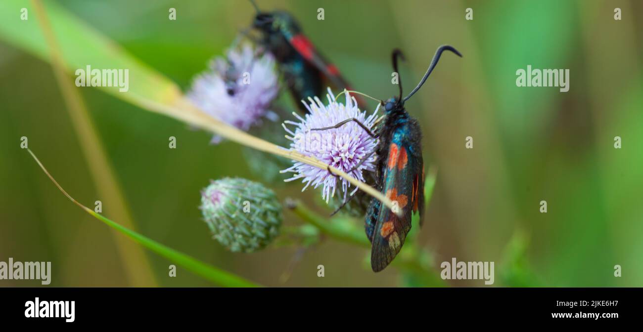 Burnet Moth de seis puntos, Zygaena filipendule Foto de stock