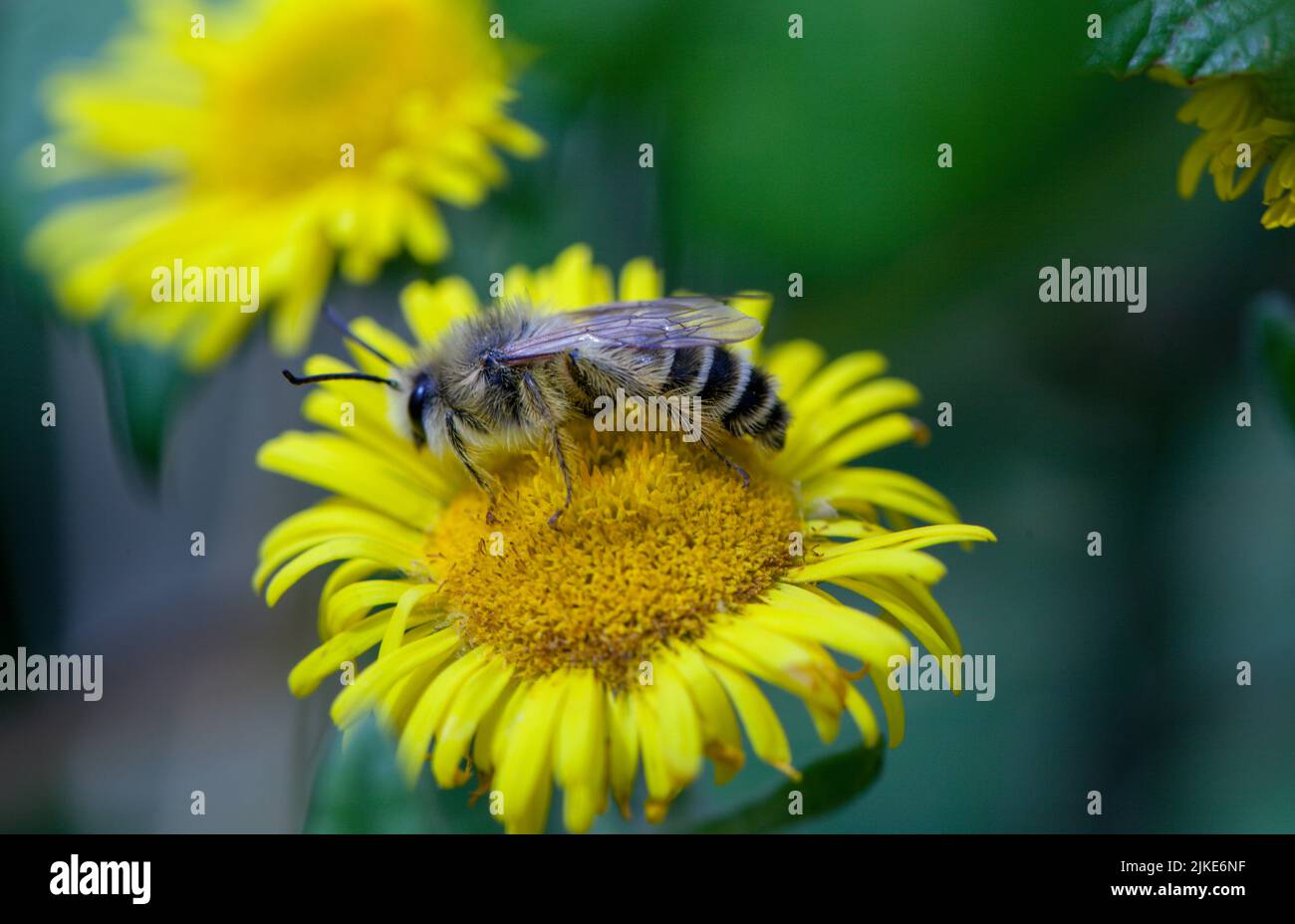 Primer plano de una abeja pantaloon o abeja minera solitaria de patas peludas Dasypoda hirtipes Foto de stock