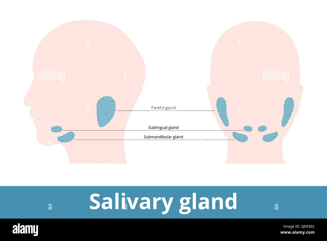 Glándula salival. Glándulas que producen saliva, su ubicación