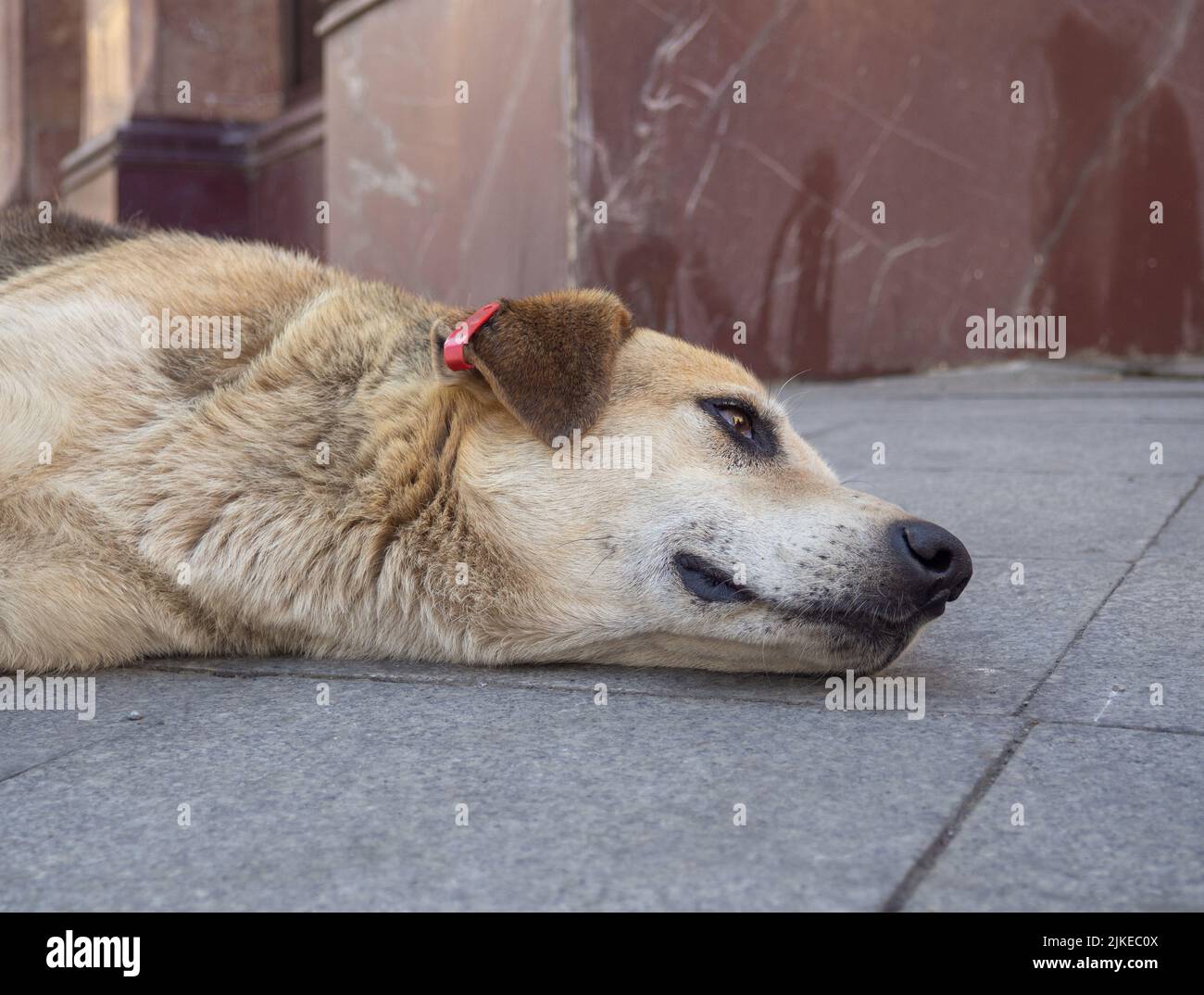 Perro esterilizado fotografías e imágenes de alta resolución - Alamy