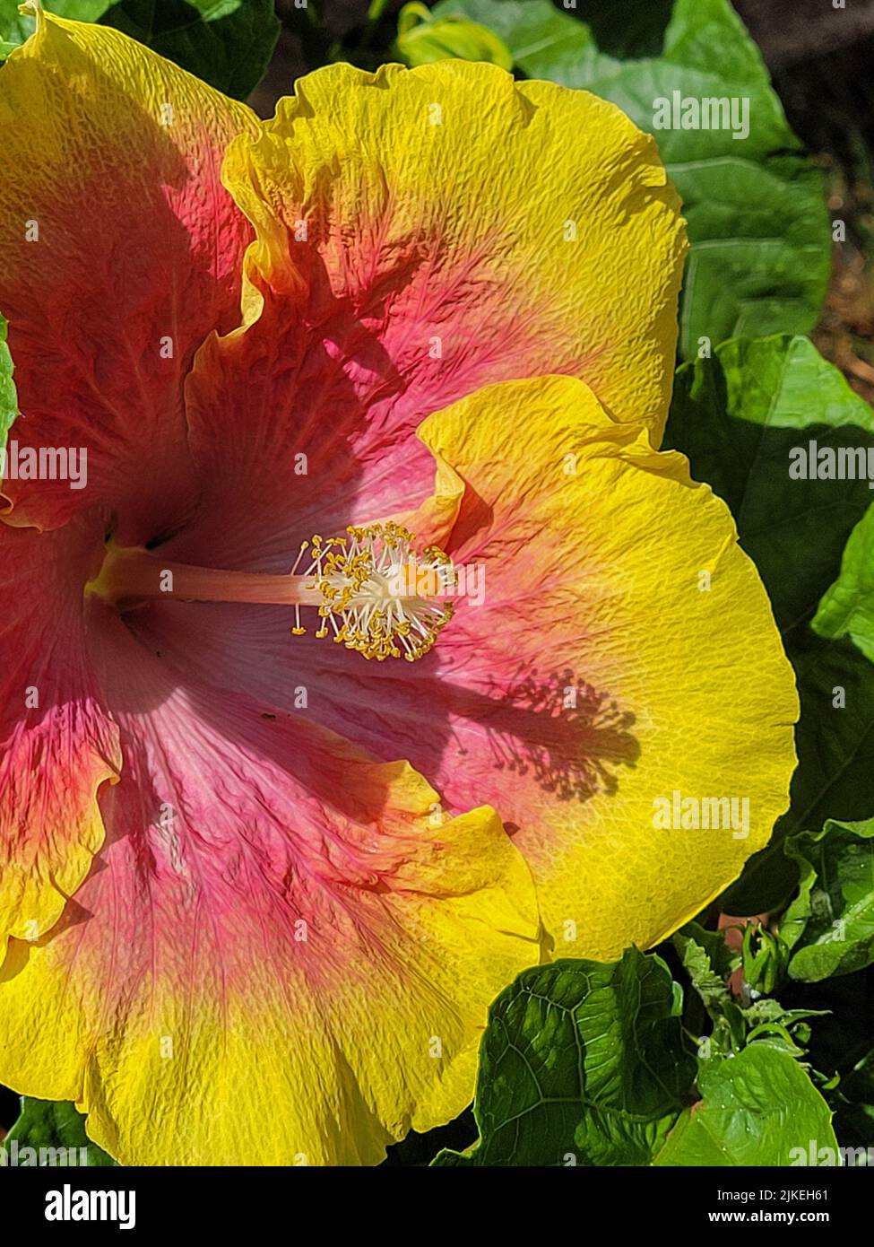 Flor nacional de hawaii fotografías e imágenes de alta resolución - Página  3 - Alamy