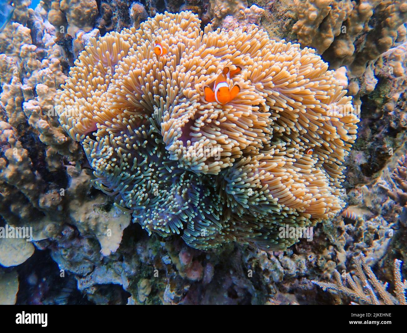 Indonesia Islas Anambas - Pez payaso y Anemona de Mar - Amphiprioninae Foto de stock