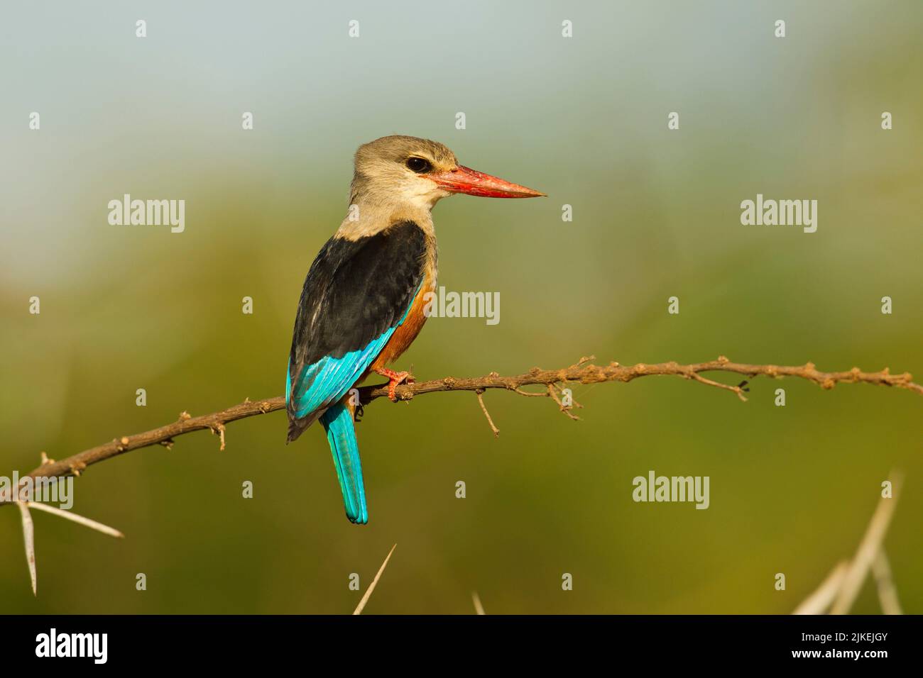 Kingfisher de cabeza gris (Halcyon leucocephala) posado en una rama Foto de stock
