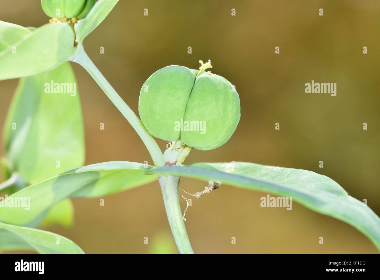 Espurgo de caparazón - Euphorbia lathyris Foto de stock