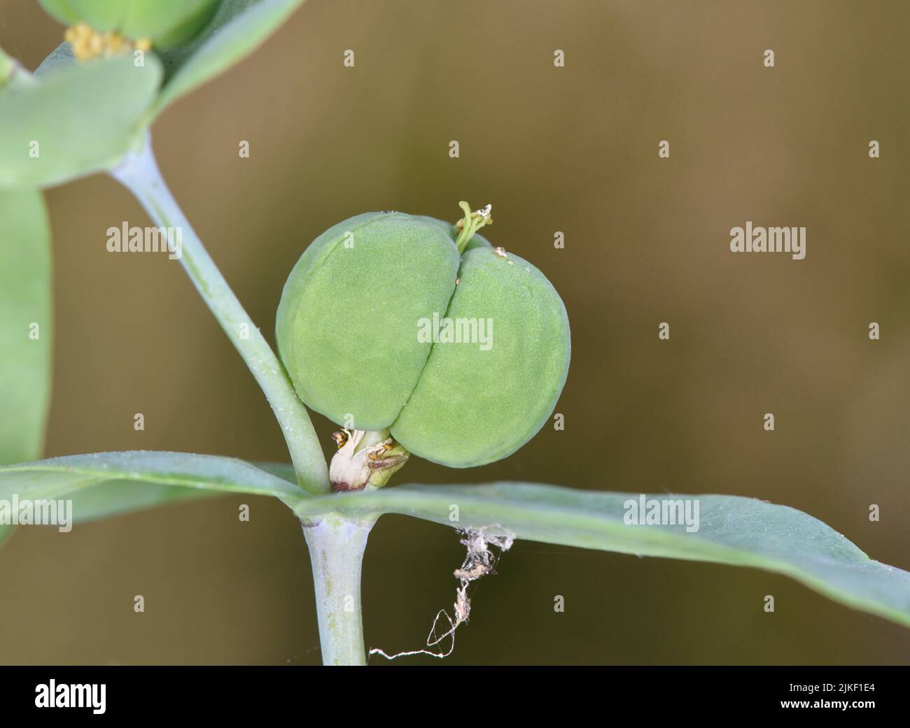 Espurgo de caparazón - Euphorbia lathyris Foto de stock