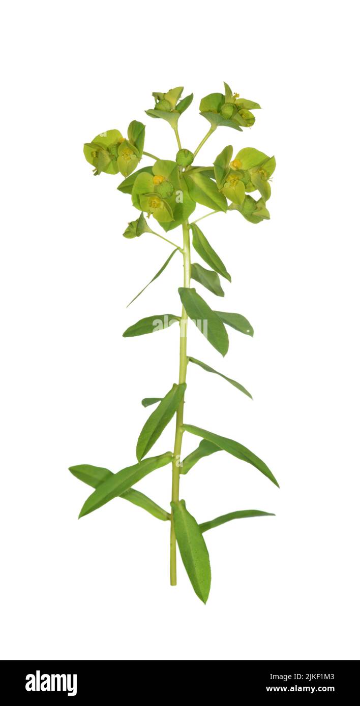 Amplia dejados expurgo - Euphorbia platyphyllos Foto de stock