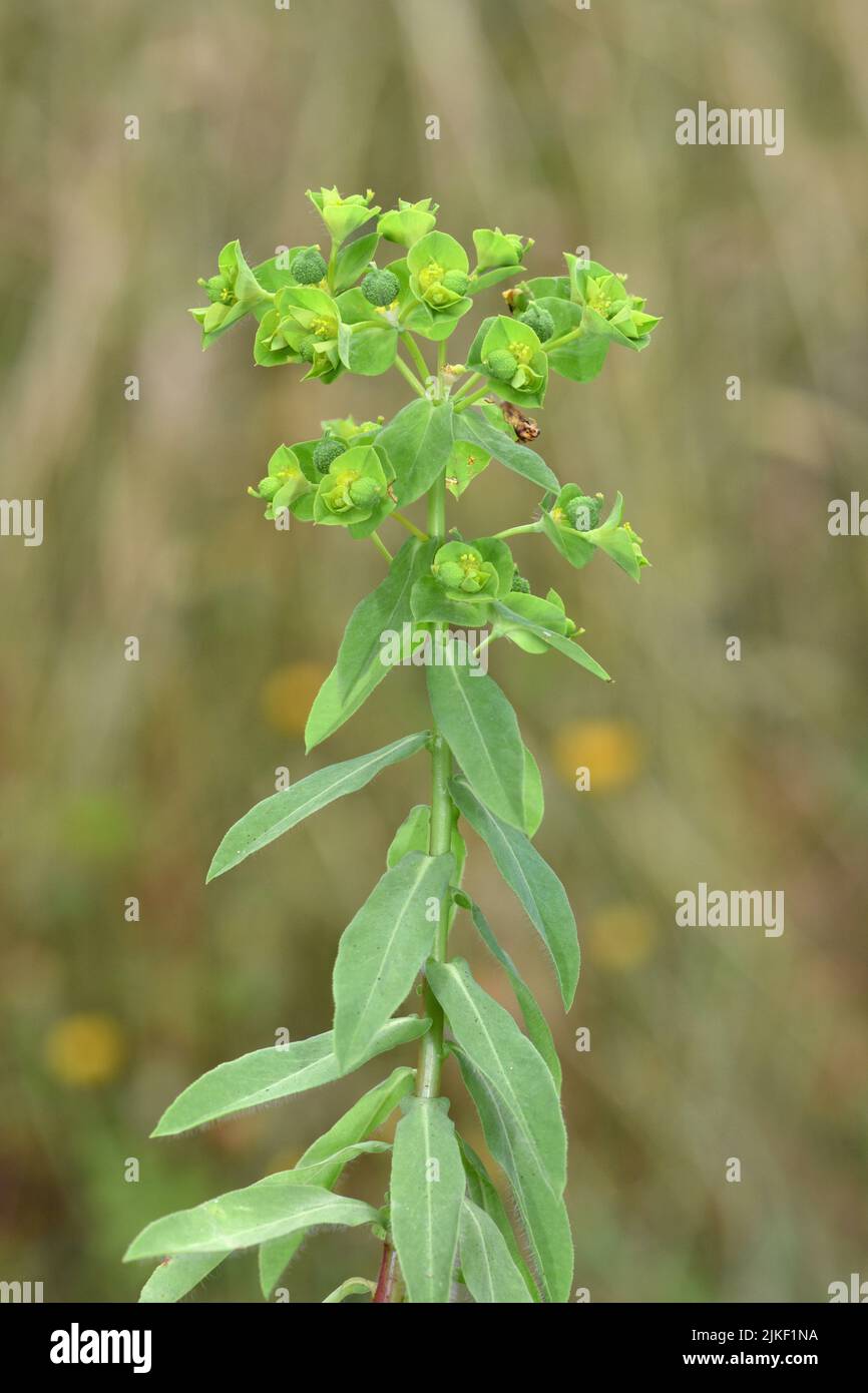 Espurgo de hoja ancha - Euphorbia playphyllos Foto de stock