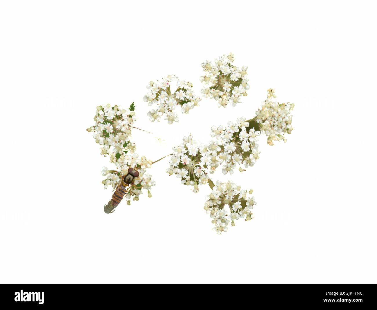 Alcaravea en espiral - Carum verticillatum Foto de stock