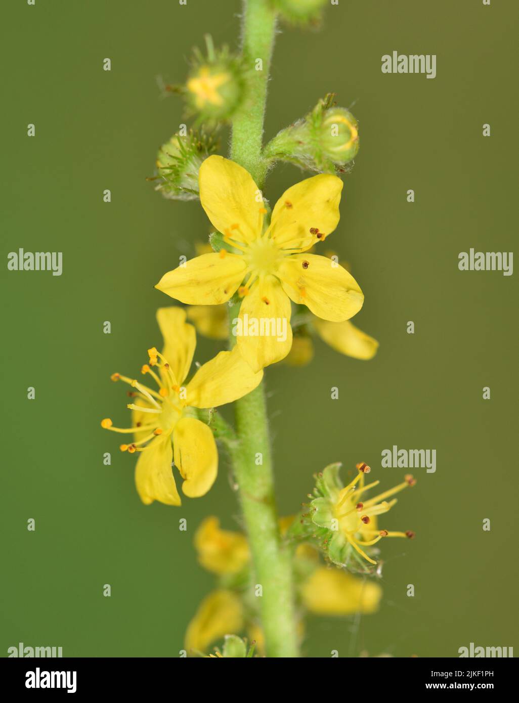 Agrimony - Agrimonia eupatoria Foto de stock