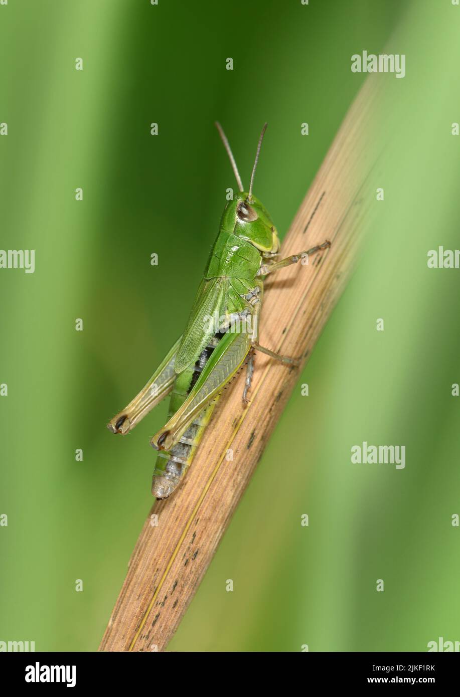 Meadow Grasshopper - Chorthippus parallelus Foto de stock
