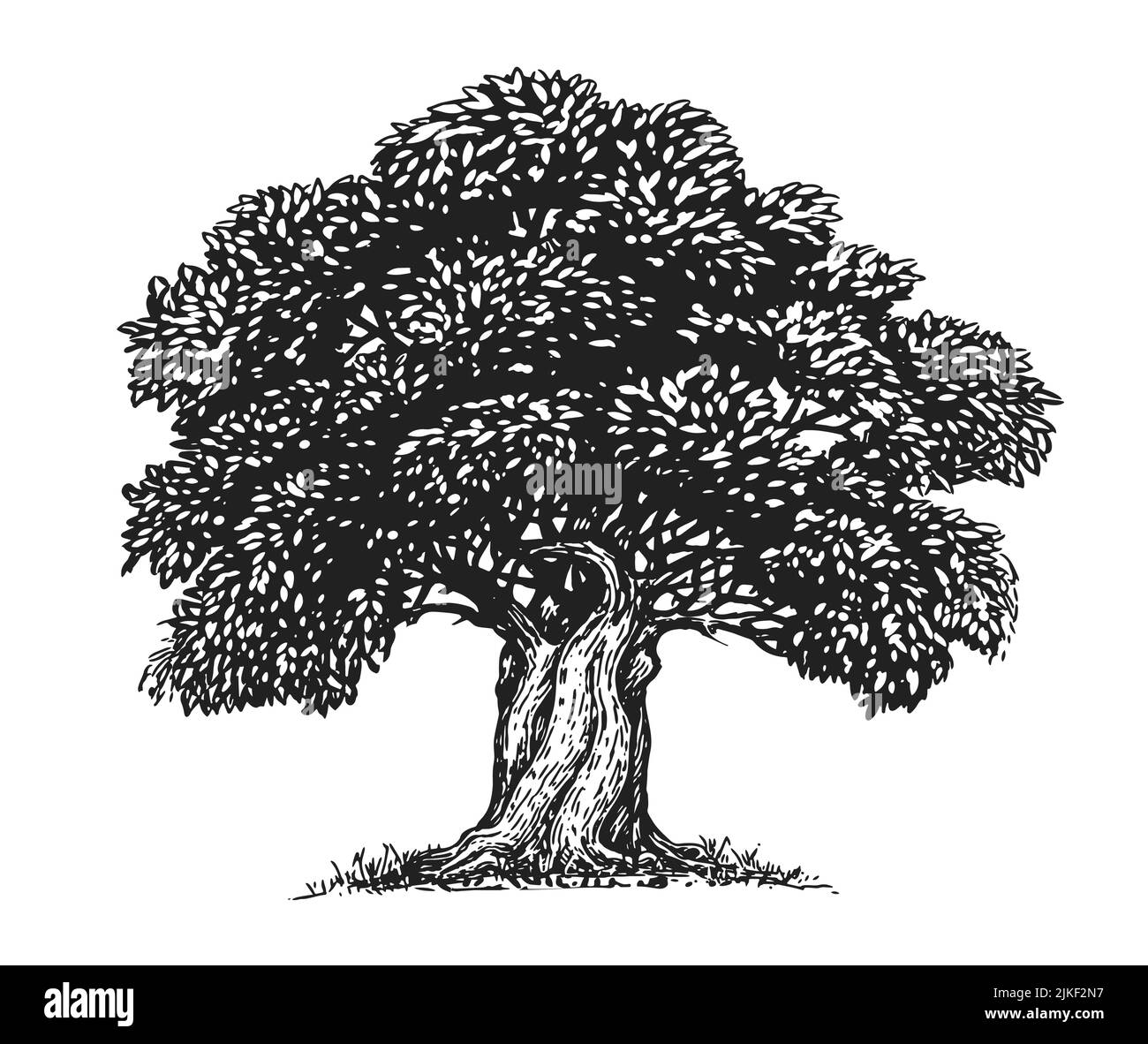 Olivo con boceto de aceitunas. Árbol dibujado a mano con hojas en estilo grabado vintage. Vector concepto aceite de oliva Ilustración del Vector