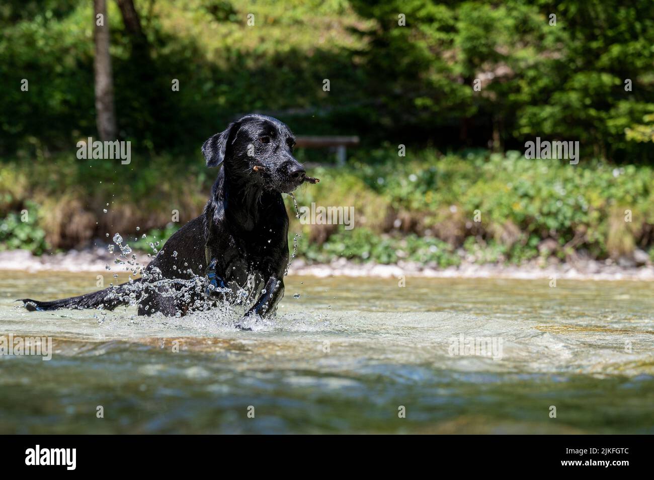 Hermoso perro labrador húmedo que corre en el río con un palo en la boca. Foto de stock