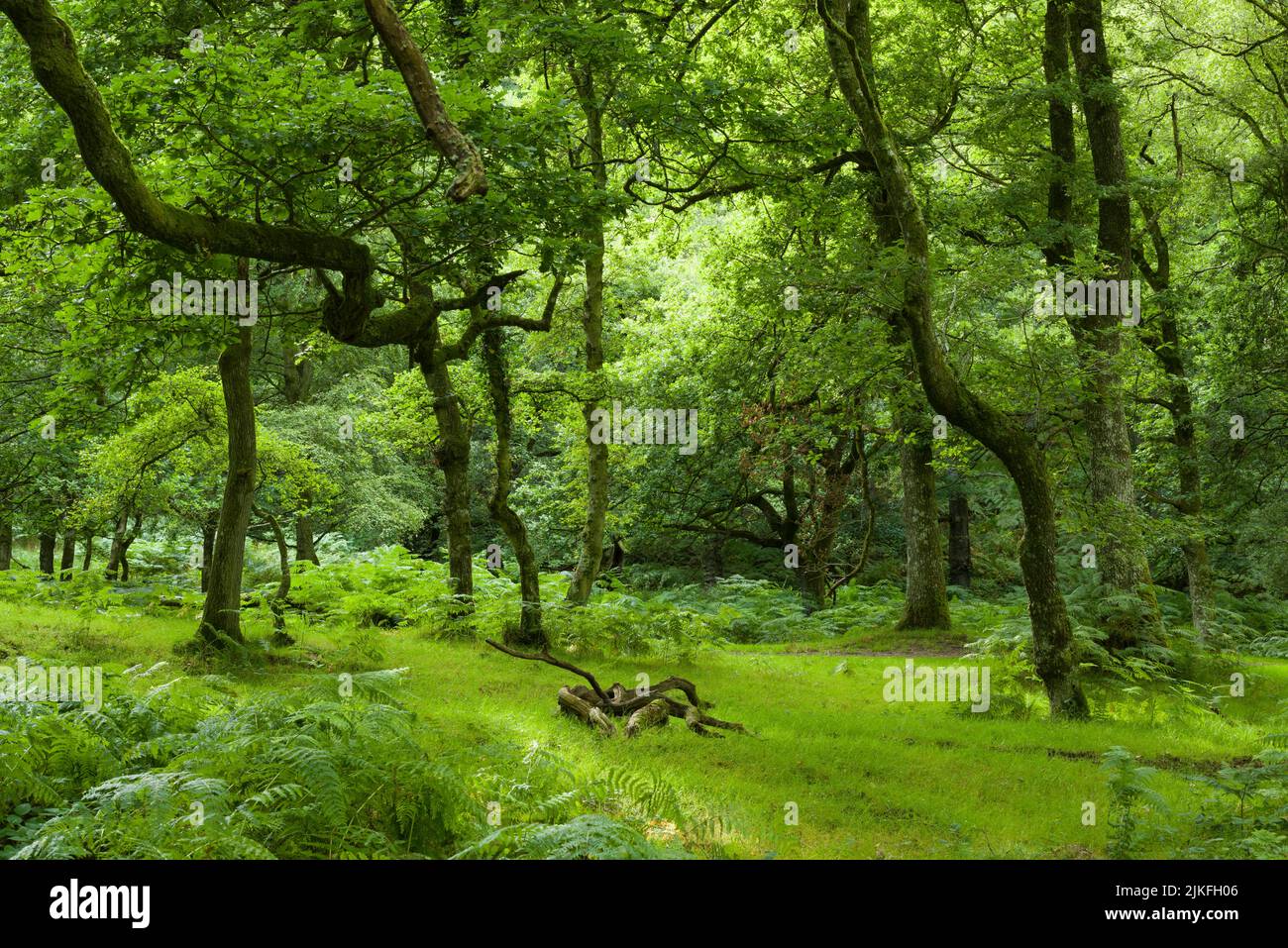 El bosque de Somerton Combe en Quantock Hills, Somerset, Inglaterra. Foto de stock