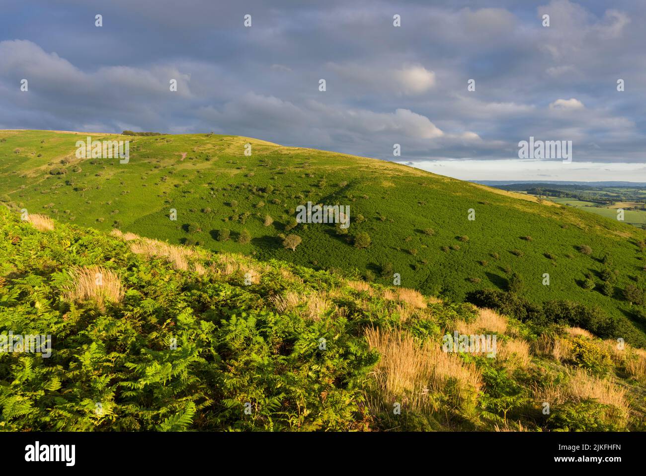 Bicknoller Hill desde Weacombe Hill en Quantock Hills a finales de verano, Somerset, Inglaterra. Foto de stock