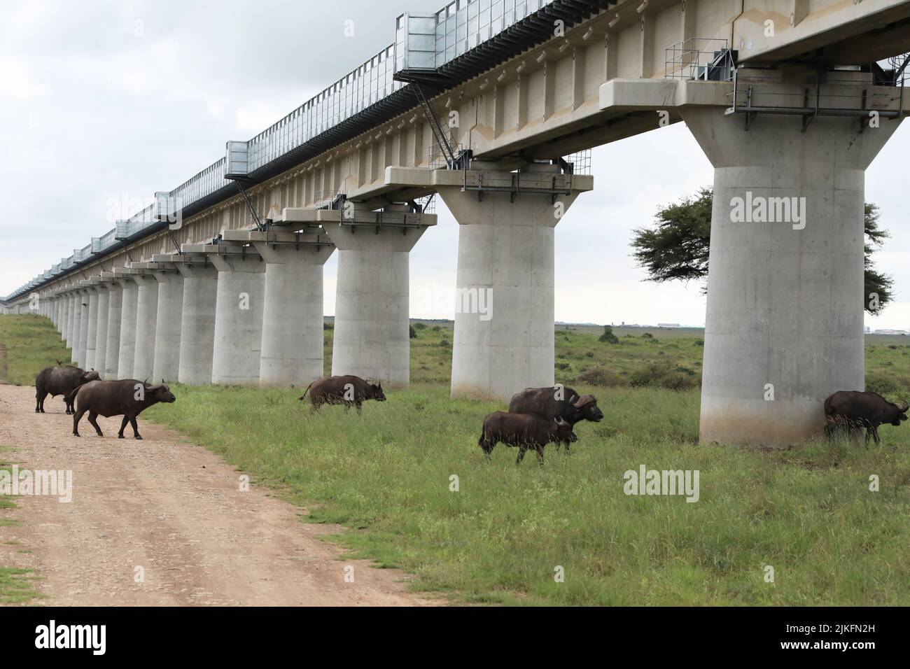 (220802) -- NAIROBI, 2 de agosto de 2022 (Xinhua) -- Varios búfalos pasan por los pasos de animales del Puente Súper Mayor del Parque Nacional de Nairobi, equipado con deflectores de ruido, en Nairobi, Kenia, el 19 de mayo de 2021. El ferrocarril de vía estándar Mombasa-Nairobi (SGR), construido por China, acaba de celebrar su quinto aniversario de operaciones seguras. El ferrocarril Mombasa-Nairobi pasa por reservas naturales como el Parque Nacional Nairobi y el Parque Nacional Tsavo. Con el fin de reducir el impacto en el medio ambiente, se han adoptado una serie de medidas durante el diseño y la construcción del ferrocarril, como b Foto de stock