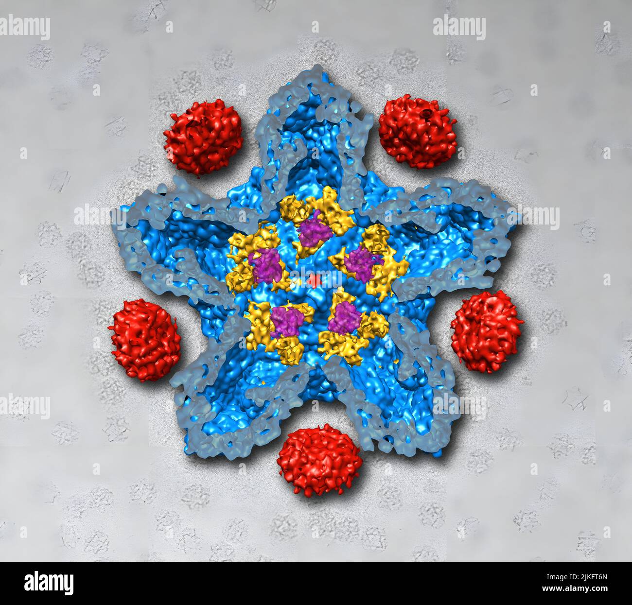 El bacteriófago Phi-6, que sirve como sistema modelo para el rotavirus, es la causa más común de enfermedades diarreicas en lactantes y niños pequeños. La comprensión de cómo se ensambla el bacteriófago puede ayudar a los científicos a desarrollar nuevas formas de tratar las infecciones por rotavirus. Aquí se muestra una imagen de microscopía crioelectrónica de la capa de proteína de Phi-6, o procápside, abierta para mostrar los diferentes tipos de proteína: P1 (azul), P4 (rojo), P7, amarillo, y P2 (púrpura). Foto de stock