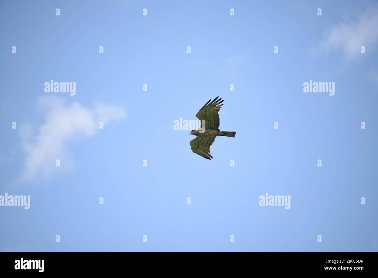 Una imagen de ángulo bajo de águila serpiente de punta corta con alas abiertas que se elevan en el cielo azul Foto de stock