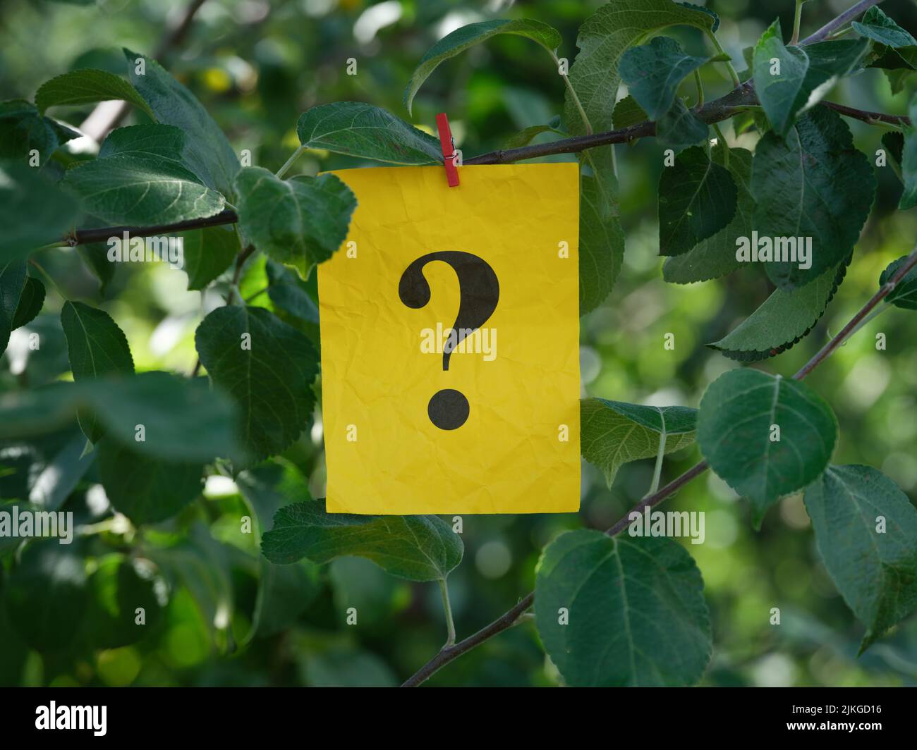 Una nota de papel amarilla con el signo de interrogación sobre ella unida a un árbol con un alfiler de ropa. Primer plano. Foto de stock
