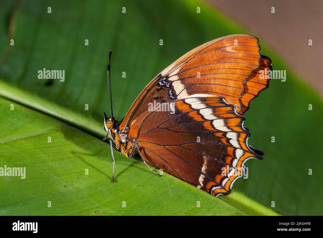Mariposa Pág. Oxidada - Siproeta epaphus, hermosa mariposa coloreada de bosques y prados de América Latina, Costa Rica. Foto de stock
