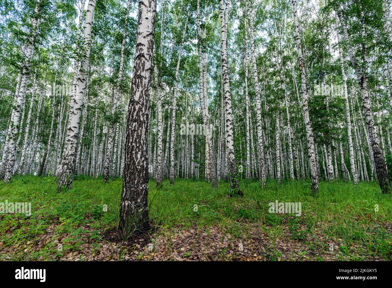 Abedul blanco, la naturaleza en el bosque, verano. Foto de stock