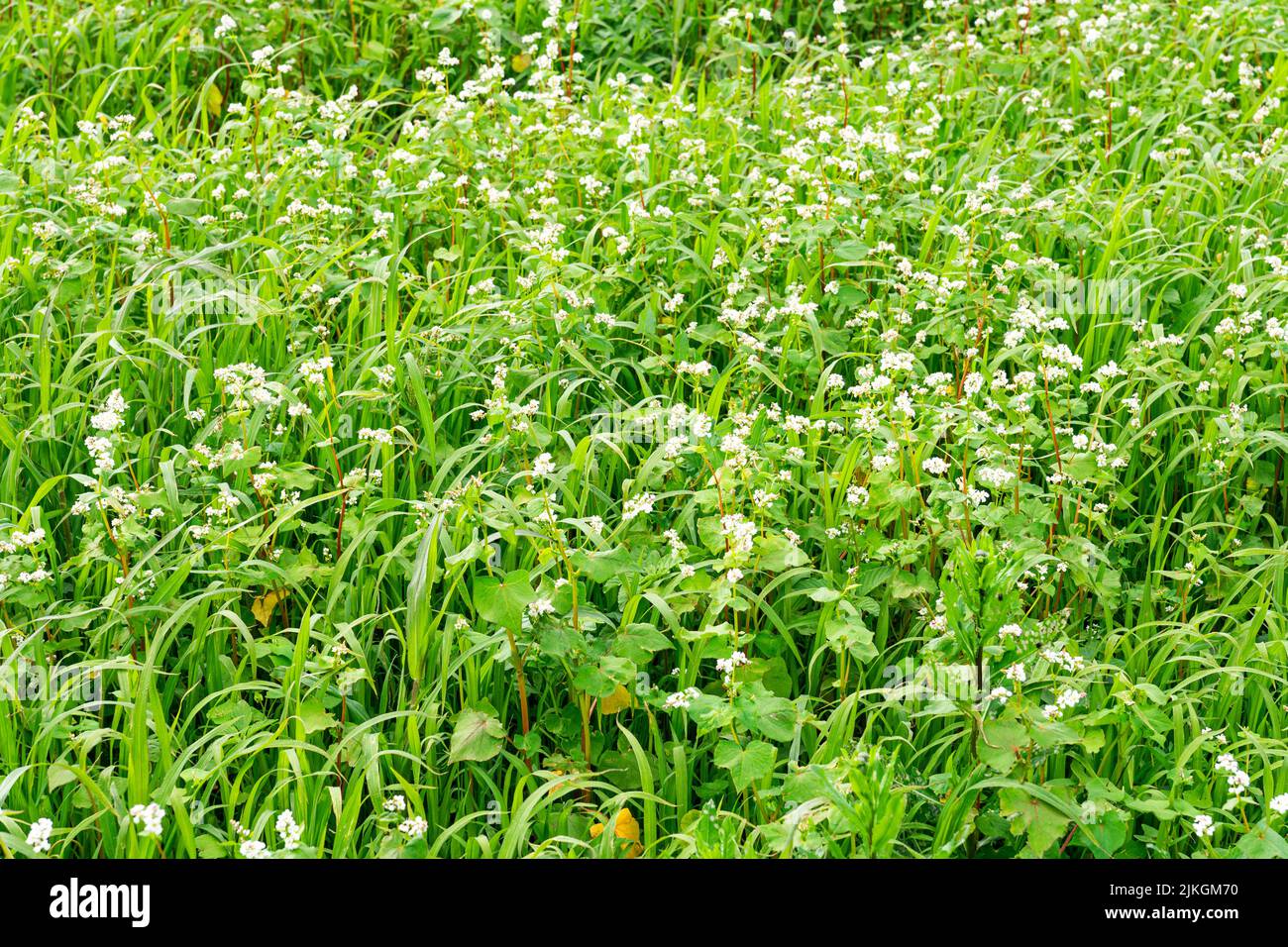 el campo de trigo sarraceno en flor. hermoso campo verde en el fondo. Foto de stock