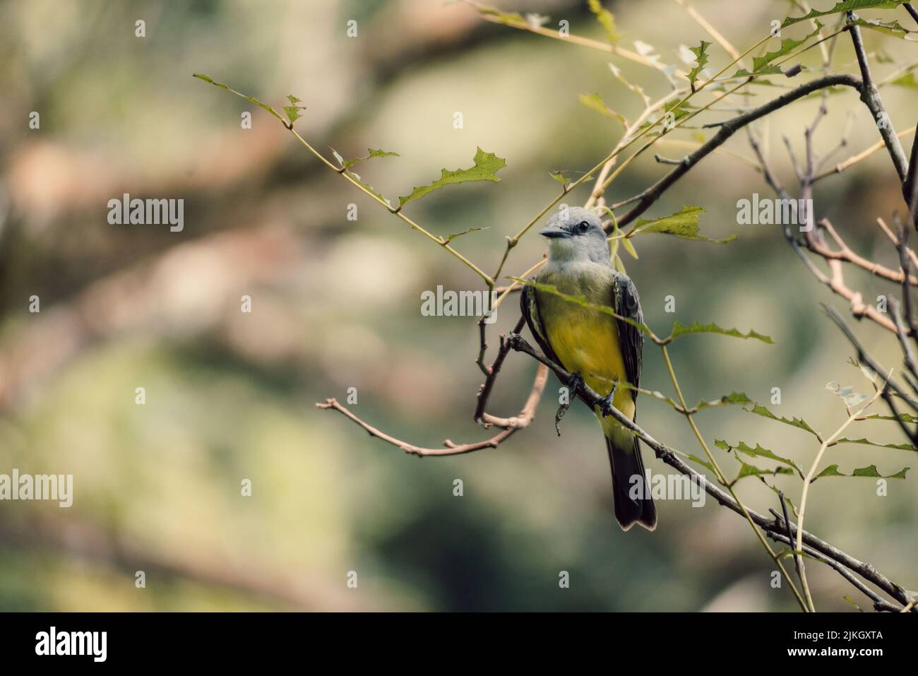 La macro foto de un colorido pájaro Coraciiformes sobre una pequeña rama verde Foto de stock