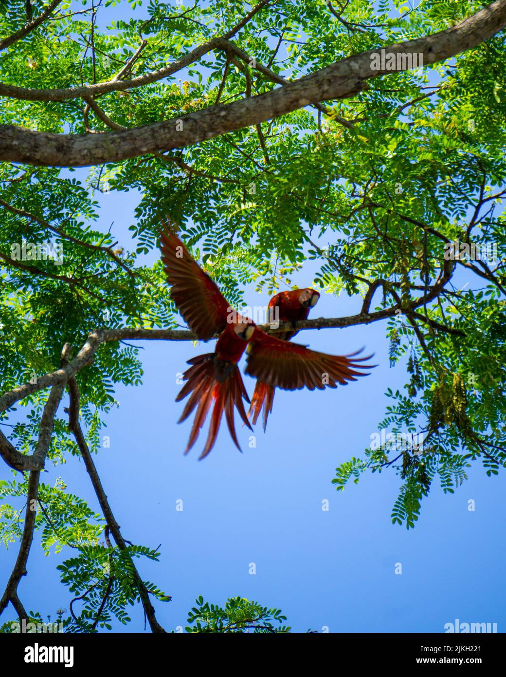 Un plano vertical de ángulo bajo de dos guacamayos rojos con uno despegando de una rama de árbol Foto de stock