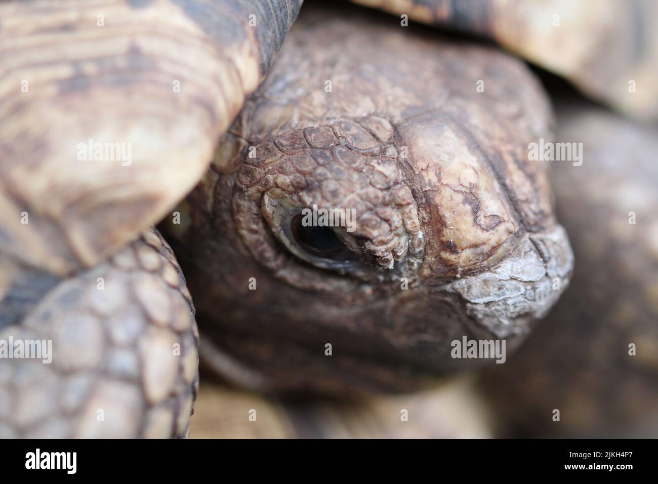 Un primer plano de una hermosa tortuga sobre el fondo borroso Foto de stock