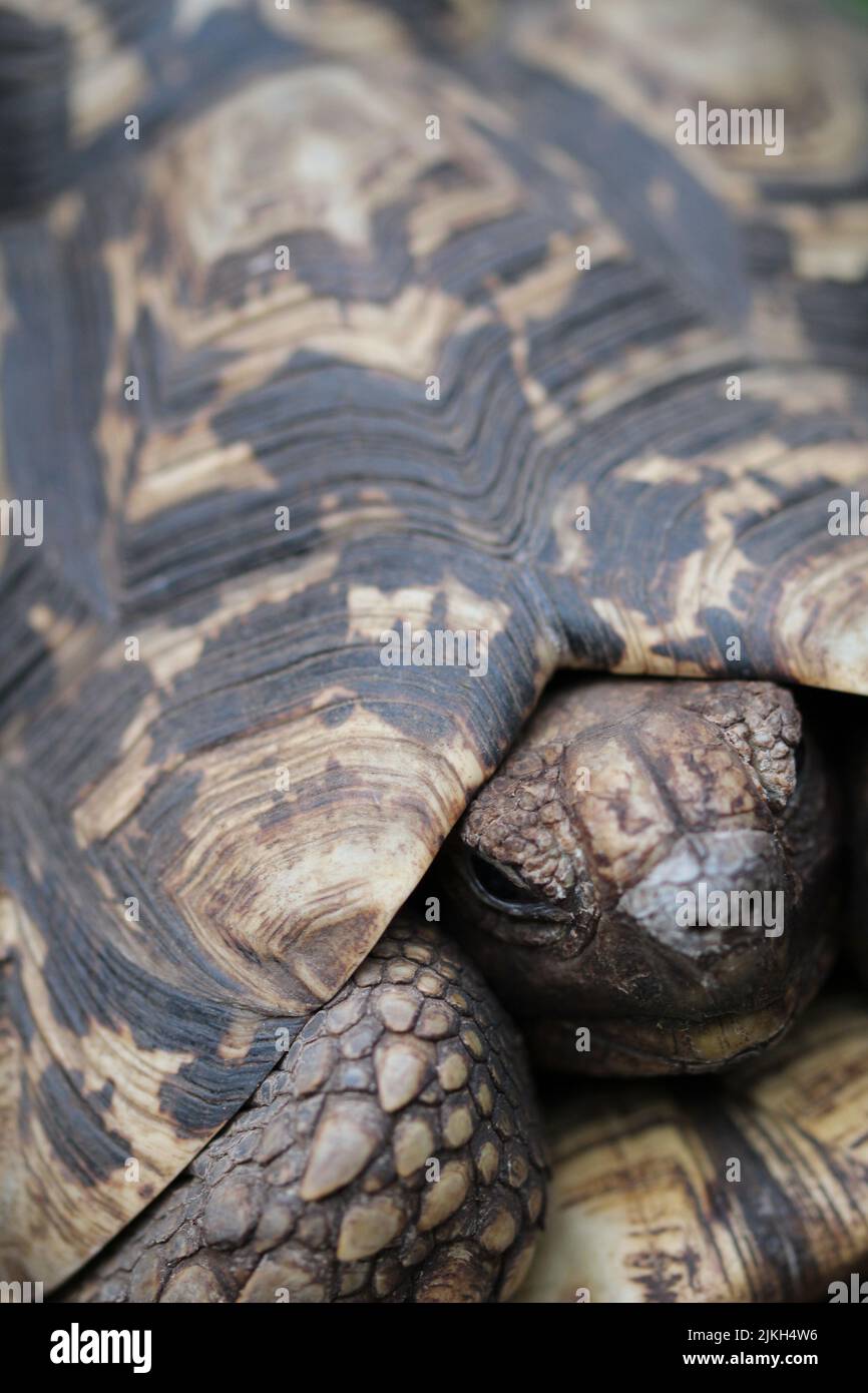 Una fotografía vertical de una hermosa tortuga sobre el fondo borroso Foto de stock