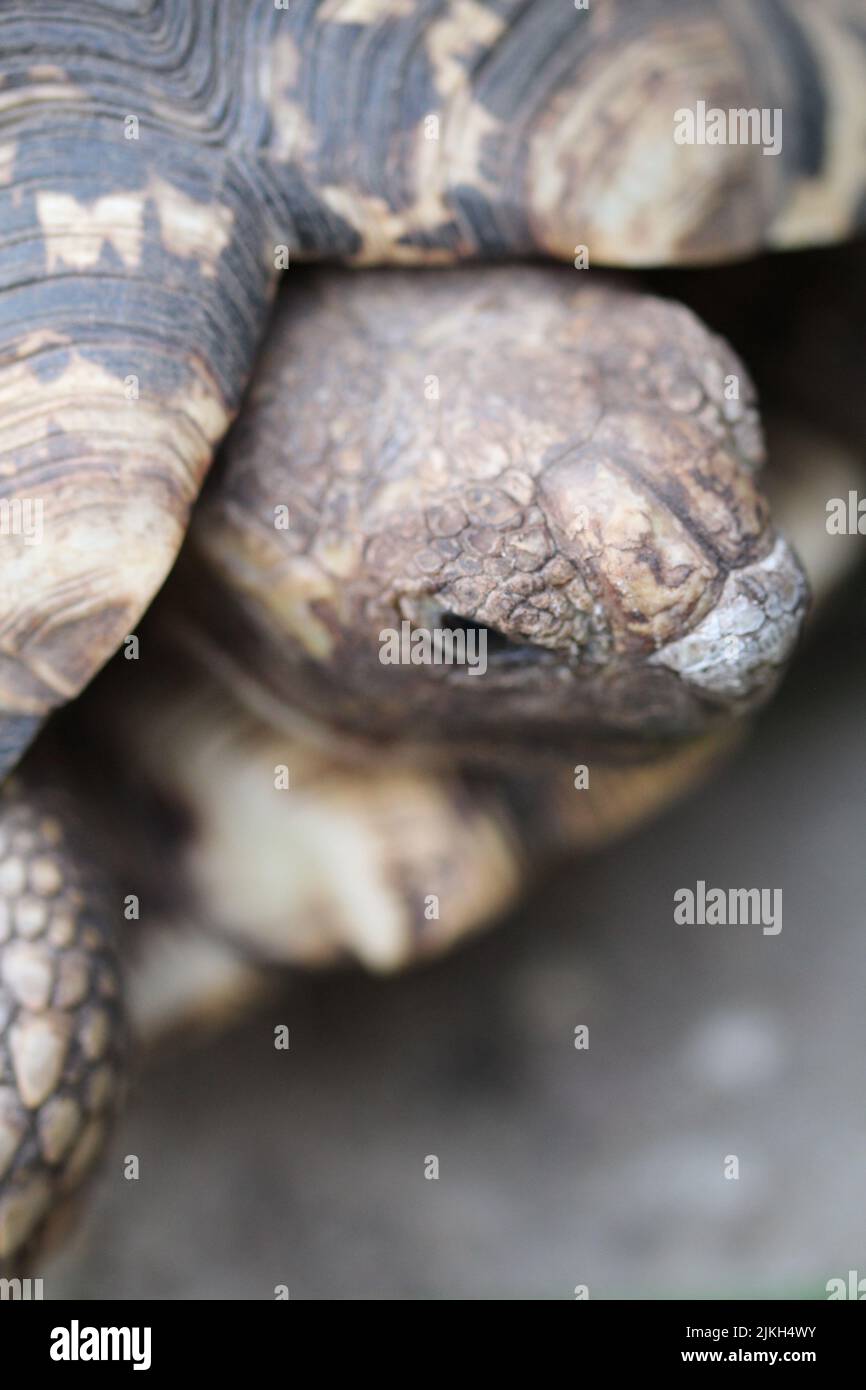 Una fotografía vertical de una hermosa tortuga sobre el fondo borroso Foto de stock