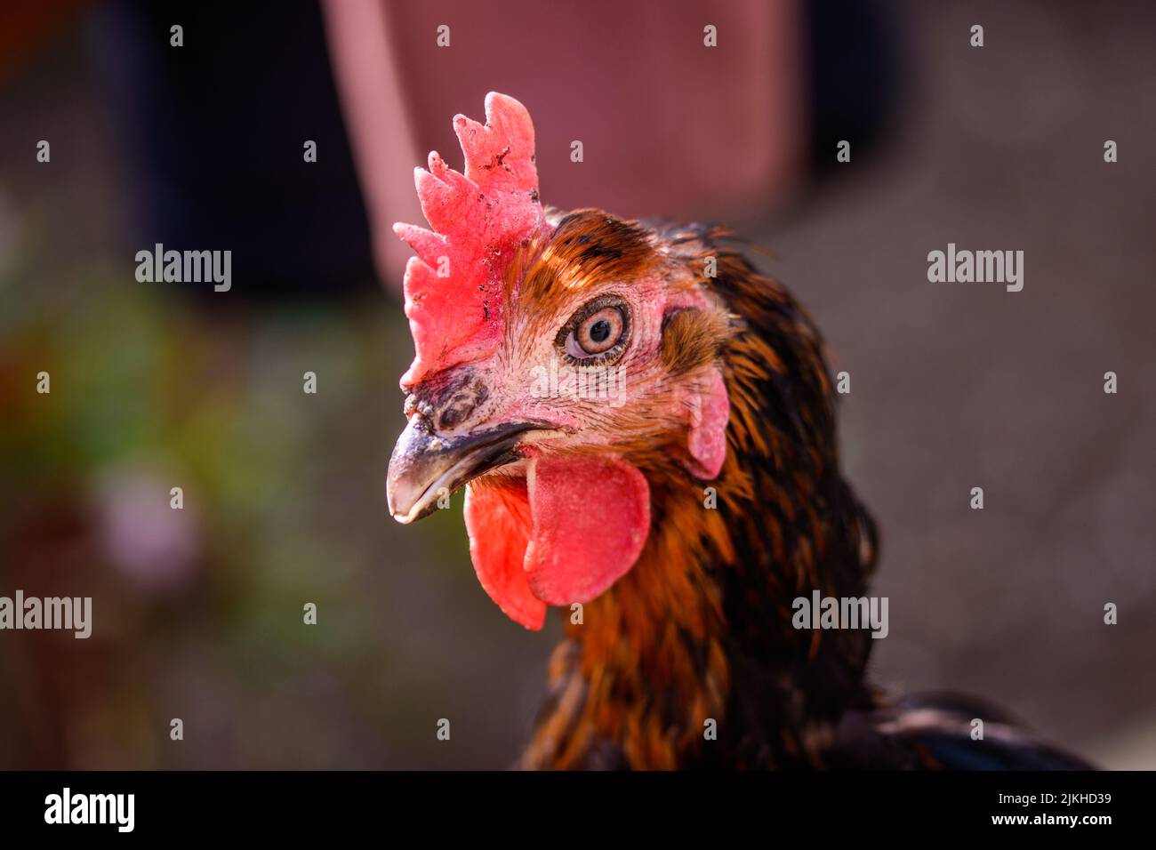 Un primer plano de la cabeza de un pollo marrón con un fondo borroso Foto de stock