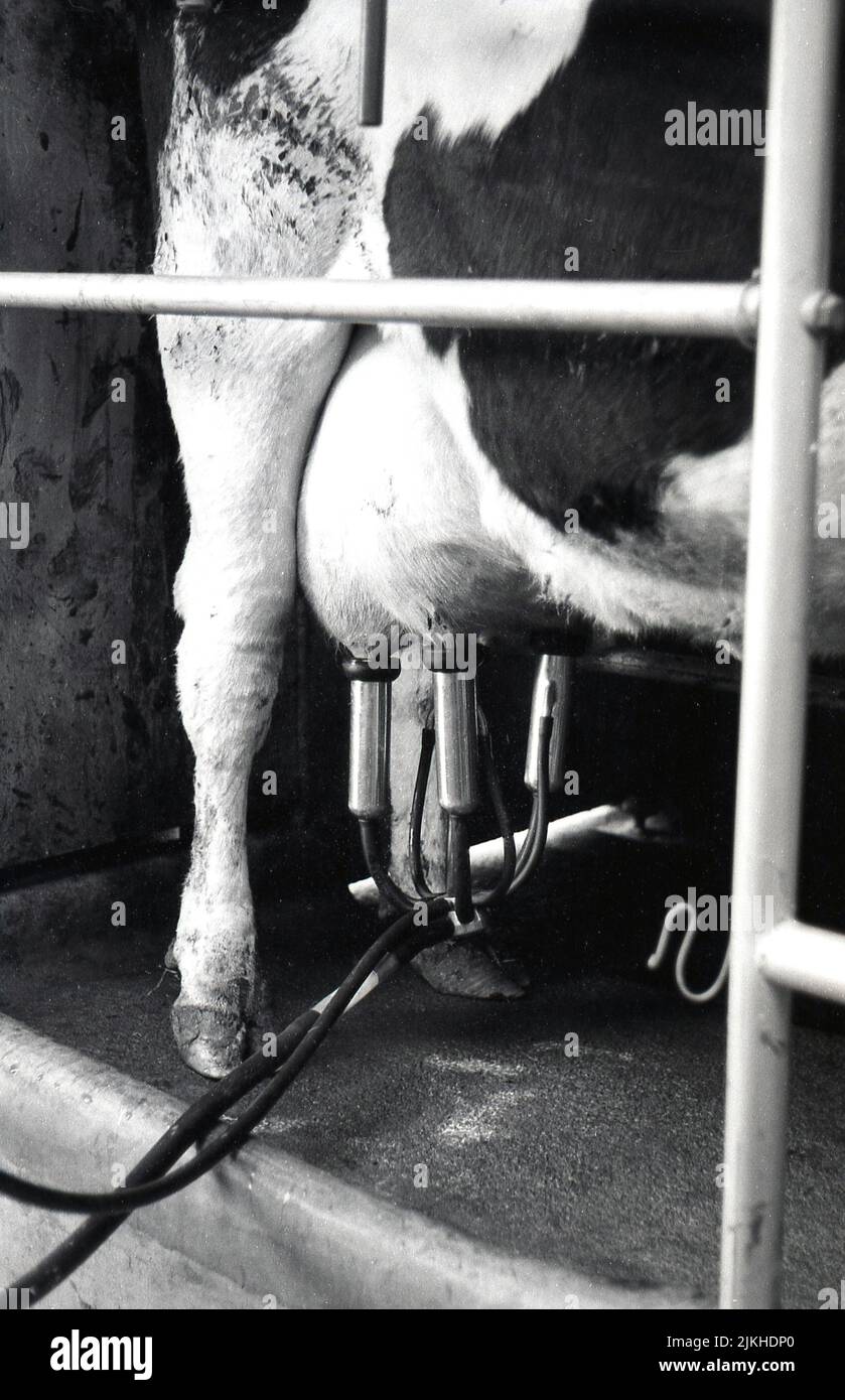 1960s, histórico, las patas traseras de una vaca lechera, mostrando la ubre y las glándulas mamarias, con tubos de succión ordeño conectados, Inglaterra, Reino Unido. Foto de stock