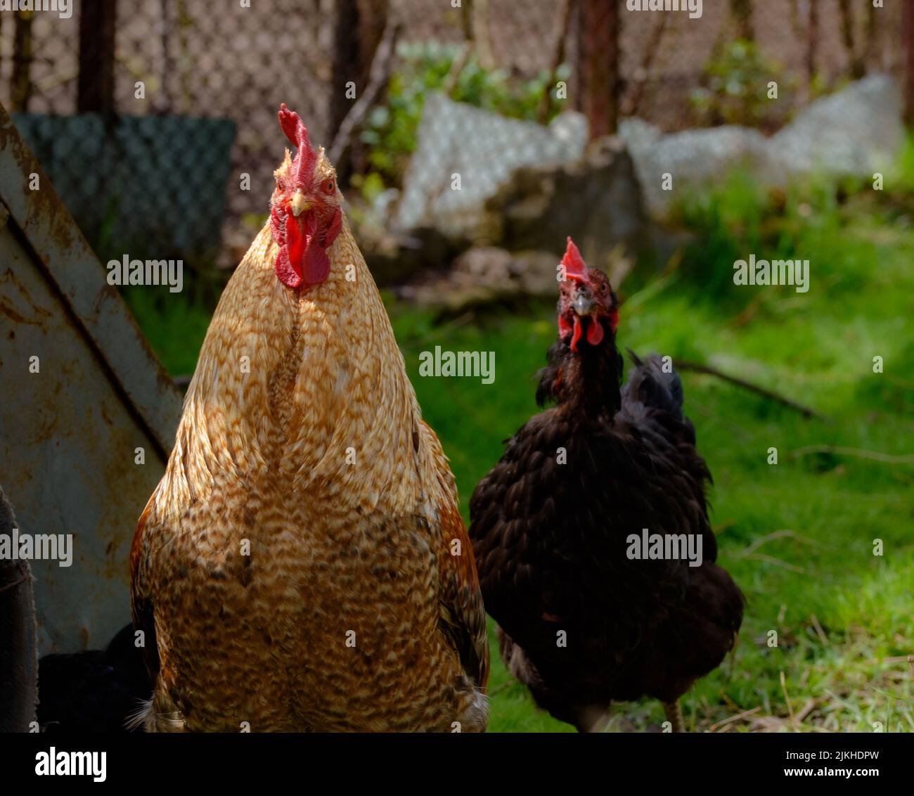 Un primer plano de dos pollos de diferentes especies en la hierba Foto de stock