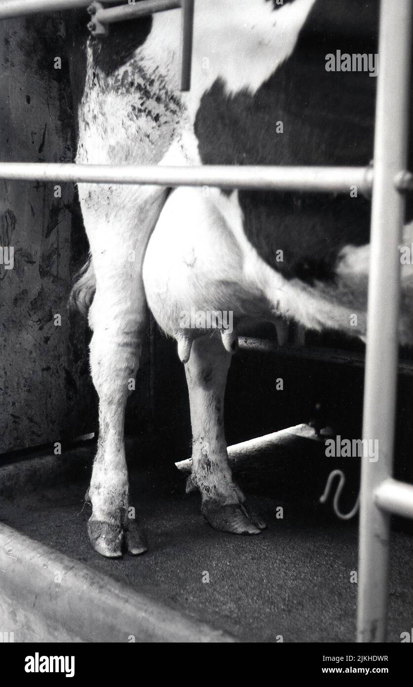 1960s, histórico, las patas traseras de una vaca lechera, mostrando la ubre y las glándulas mamarias, esperando ordeño, Inglaterra, Reino Unido. Foto de stock