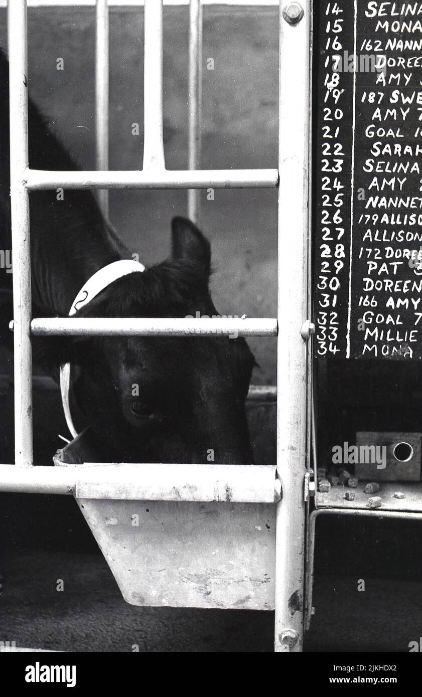 1960s, histórico, dentro de un cobertizo de ordeño, una vaca lechera que se alimenta, números y nombres de vacas a bordo, Inglaterra, Reino Unido. Foto de stock