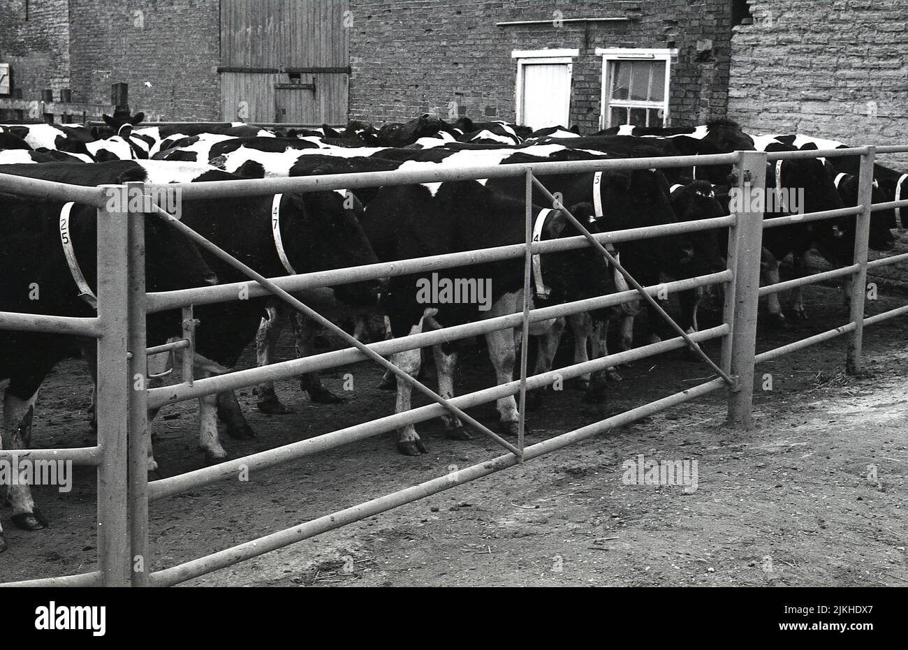1960s, vacas lecheras históricas, numeradas, se juntaron en un área cerrada en el patio de la granja, antes de ordeñar, Inglaterra, Reino Unido. Foto de stock