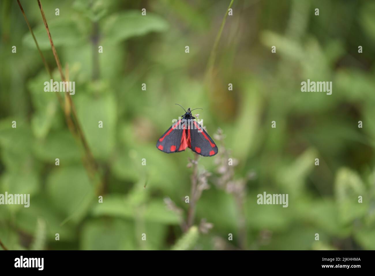 La Moth de Cinnabar (Tyria jacobaeae) encaramada en la parte superior de un tallo con Alas abiertas y marcas visibles, Cabeza hacia arriba en medio de la imagen, en el Reino Unido Foto de stock